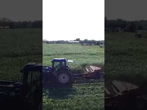 Mowing more Sorghum Sudan grass #shortsvideo