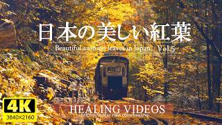 [4K] Relaxing BGM and beautiful Japanese autumn leaves (Shinshu) VOL.5 / Relaxing effect