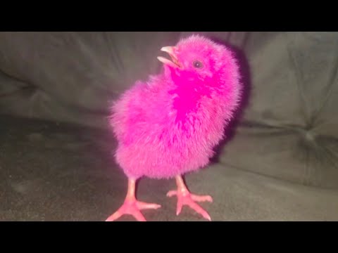 Most beautiful and healthy chicks | Chick free sound | Razi Ali Vlogs