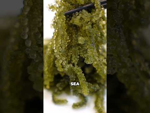 Japanese Sea Grapes