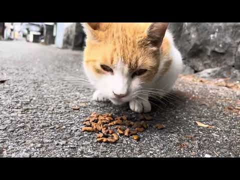 お腹を空かせた野良猫にご飯をあげる