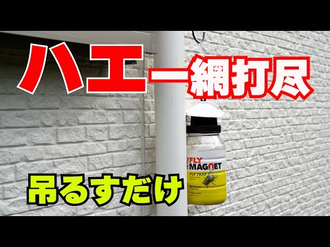 【ハエ駆除】臭いでi大型ハエを 強力誘引！殺虫剤を使わないので安全なフライマグネット ！イエバエ・ニクバエ・オオクロバエ等の大型のハエを誘引捕獲