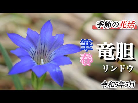 【山野草・野草】5月　フデリンドウ・ハルリンドウを探して花活　福島県