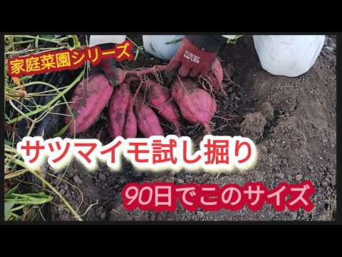 【サツマイモ試し掘り】種苗店の説明、90日目で収穫出来る【家庭菜園シリーズ】