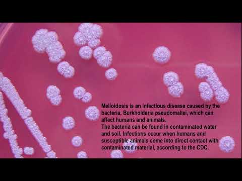 What is Melioidosis? Whitmore’s disease (Burkholderia pseudomallei aka Pseudomonas pseudomallei)