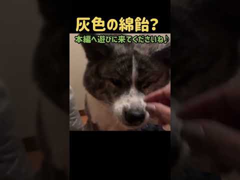 #秋田犬 #akita #抜け毛#野良猫