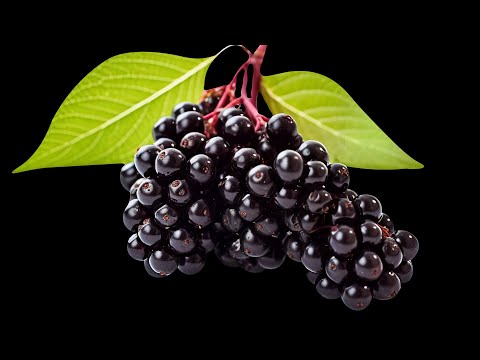 Elderberry Syrup ,delicious daily tonic traditionally for immune health.