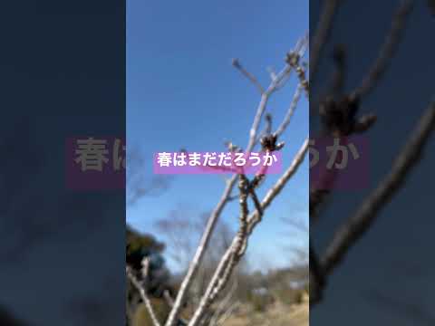 蕾が咲く日まで