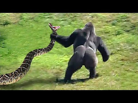 When Snakes Messed With The Wrong Opponent !