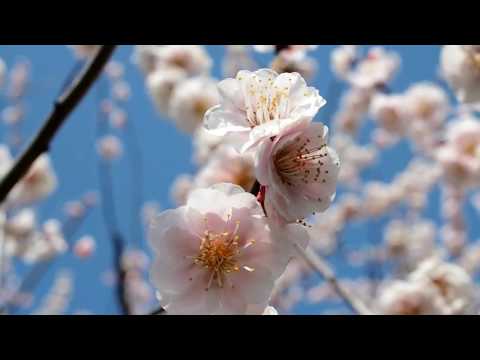 富山県中央植物園　2018 3 26