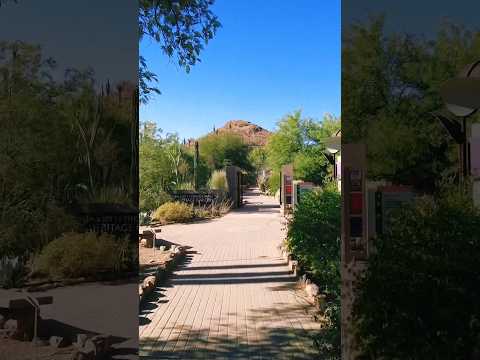 The Desert Botanical Garden in Phoenix, Arizona