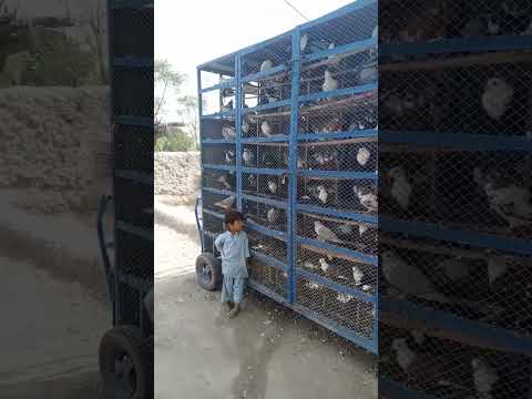 kabutar ki video #pigeon #beautiful #kabootar #pigeonbreeds #pigeontypes #whitepigeon #rollerpigeons