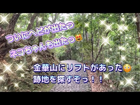 【ヘビがついに出たっ！】金華山に観光用リフトがあった？😳　跡地を探す旅にでたら、ヘビがついに出たっ！！　はたしてマムシかっ？　無事に帰れたのかっ？