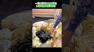 【簡単！プロが教える庭木の植栽 】せっかく植えた庭木を枯らさない為の基本的な植木の植え方を解説。#shorts #ガーデニング #植木 #庭木 #造園#アオダモ#植栽 #剪定 #木の植え方