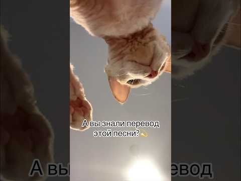 Перевод песни✨#shortvideo #рекомендации #subscribe #ileocat #котики #врек #лето #песня #переводпесни