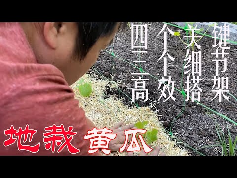 【渔耕笔记】种黄瓜 | 地栽黄瓜 四个关键点 三个种植细节 高效低成本搭架 实现高产