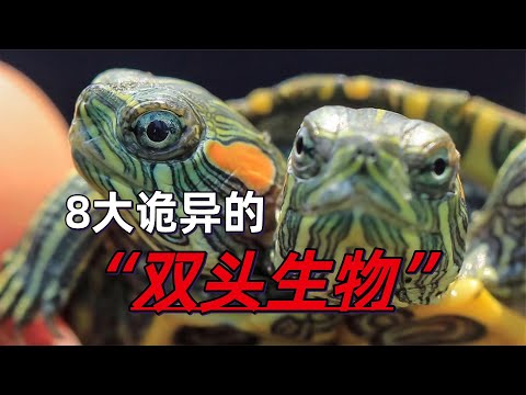 8种诡异的“双头”生物，都是真实存在的，最后一个让人害怕 #动物世界 #自然传奇 #大自然 #動物 #動物故事 #野生動物 #動物反殺 #万物有光