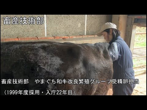 【山口県】公務員獣医師へのインタビュー（農林総合技術センター　畜産技術部　平成12年度入庁）