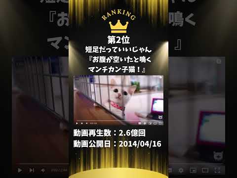 ねこ動画再生数ランキングTOP5（YouTube) #日本編