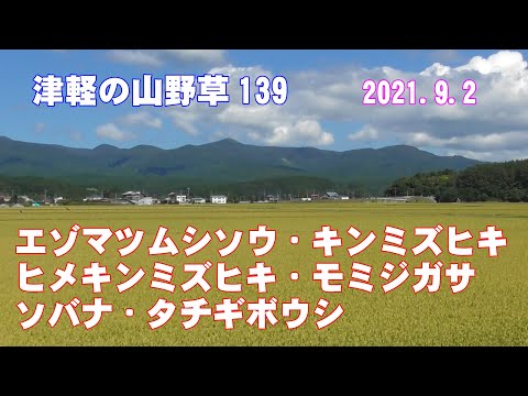 津軽の山野草139(ｴｿﾞﾏﾂﾑｼｿｳ・ｷﾝﾐｽﾞﾋｷ・ﾋﾒｷﾝﾐｽﾞﾋｷ・ﾓﾐｼﾞｶﾞｻ・ｿﾊﾞﾅ・ﾀﾁｷﾞﾎﾞｳｼ)