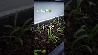 ほうれん草🍀栽培15日目 #shorts_ #gardening #shortsyoutube #葉物野菜 #shortsfeed #家庭菜園初心者 #プランター菜園 #ほうれん草