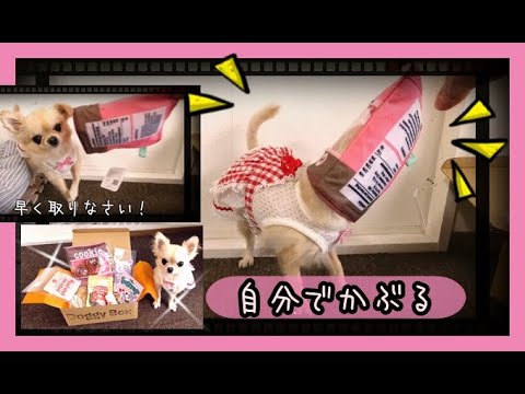 面白すぎの反応するチワワ😂自分でお菓子の袋をかぶる🍪９月のドギーボックス大公開🌈Dog wears a cookie bag on her own 🐶September Doggy Box🎁