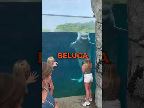 Here’s the difference between Dolphins and Belugas