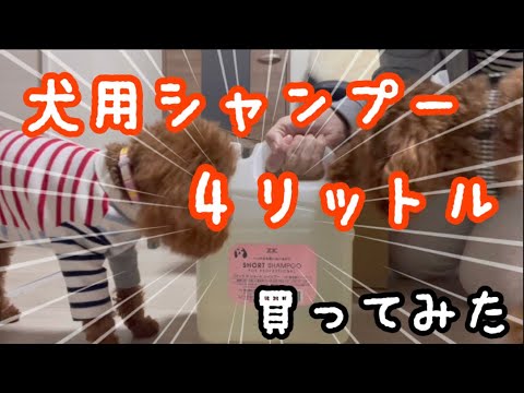 犬用シャンプー【超おすすめ】業務用買ってみた