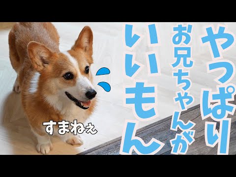 決して格付けナンバーワンにはかなわないナンバーツーの父【犬の格付け】