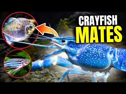 Crayfish Tank Mates - The Best & Worst