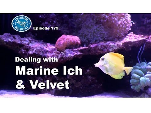 Marine ich and velvet Fincasters Episode 179