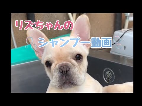 【フレンチブルドッグ】生後3ヶ月半のフレブルちゃんをシャンプーしました！【シャンプー】#532