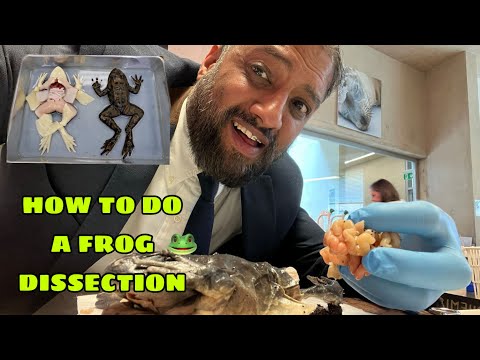 How To Do a Frog Dissection