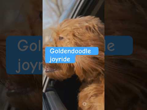 Goldendoodle JOYRIDE??