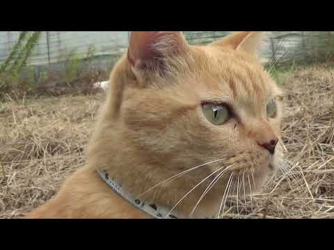 ねこ日記#2314 畑からカブトムシの幼虫を掘り出し遊ぶマオを監視するマチコ☆