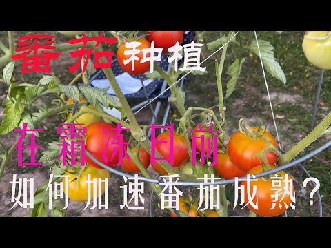 【渔耕笔记】种番茄 |  霜冻日前如何加速番茄自然成熟？