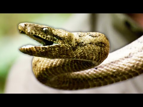 Deadly Python: The Grim Reaper Of The Puerto Rican Jungle | Python Hunters | Real Wild