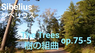 Ayane Matsuura - Sibelius: Five Piano Pieces op.75 No.5 / 松浦綾音 - シベリウス：5つの小品 作品75 第5番