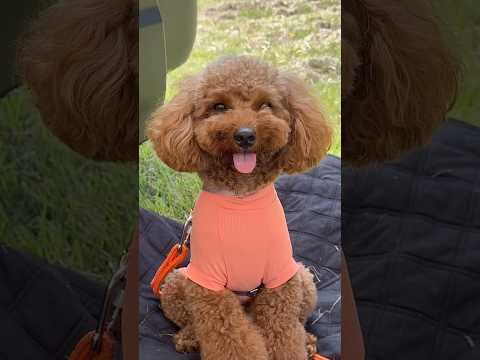 Hello it’s me in camping #dog #camping #shorts #toypoodle