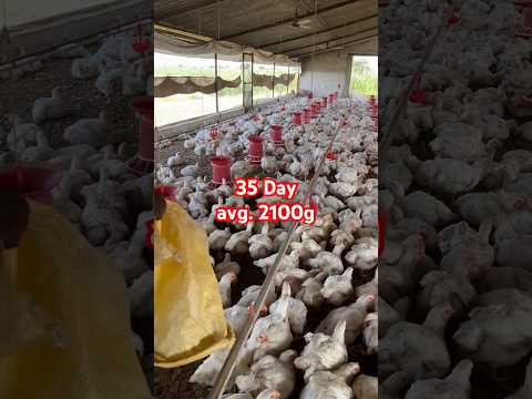 35 day old avg.2100g #trendingvideo #poultryfood #chickenfarming #chickenfarmingbusiness #poultry