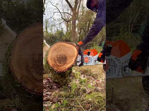 POWERFUL STIHL MS400.1 - First Start and Cut #stihl #logging