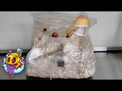 North Spore ShroomTek All In One Bag 1st Flush