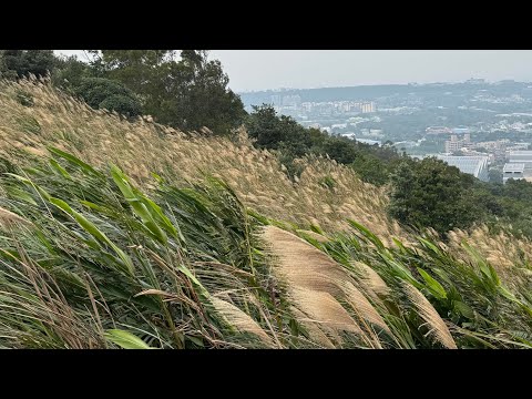 2024年12月22日／桃園楊梅／秀才步道／芒草／食一弄小館