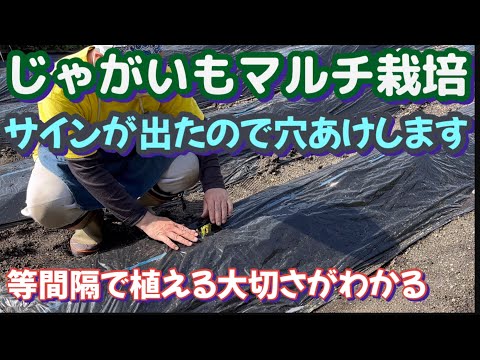 【じゃがいも栽培2024Part2】マルチ栽培で大切な作業！これを手早くやらないと全滅します