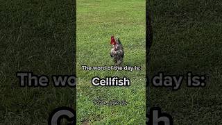 WOTD: Cellfish #wordoftheday #cellfish #fish #cell #cellphone #chickens #chickensofinstagram #geese