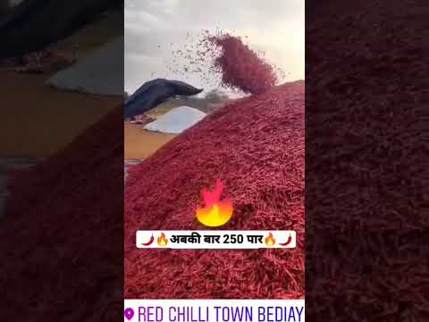 mirchi mandi Bedia 🌶️🌶️ export quality Rate up ⬆️