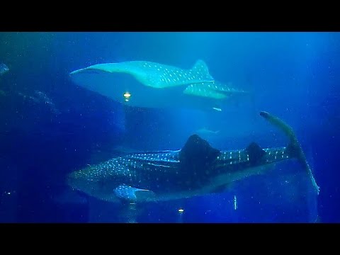 【ジﾝベｲザﾒ】 海遊館 大水槽の動画映像12時間 - "Whale sharks" (central tank of osaka aquarium "KAIYUKAN" 12hours)