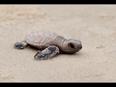 Turtle hatchlings at Sentosa Singapore