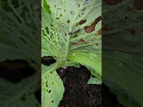 Be On The Lookout - Army Worms on Your Cabbage Plants || DHBG