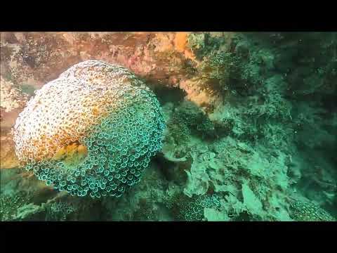 ニホンアワサンゴ長老2024.8.23(山口県周防大島町「ニホンアワサンゴ群落」)